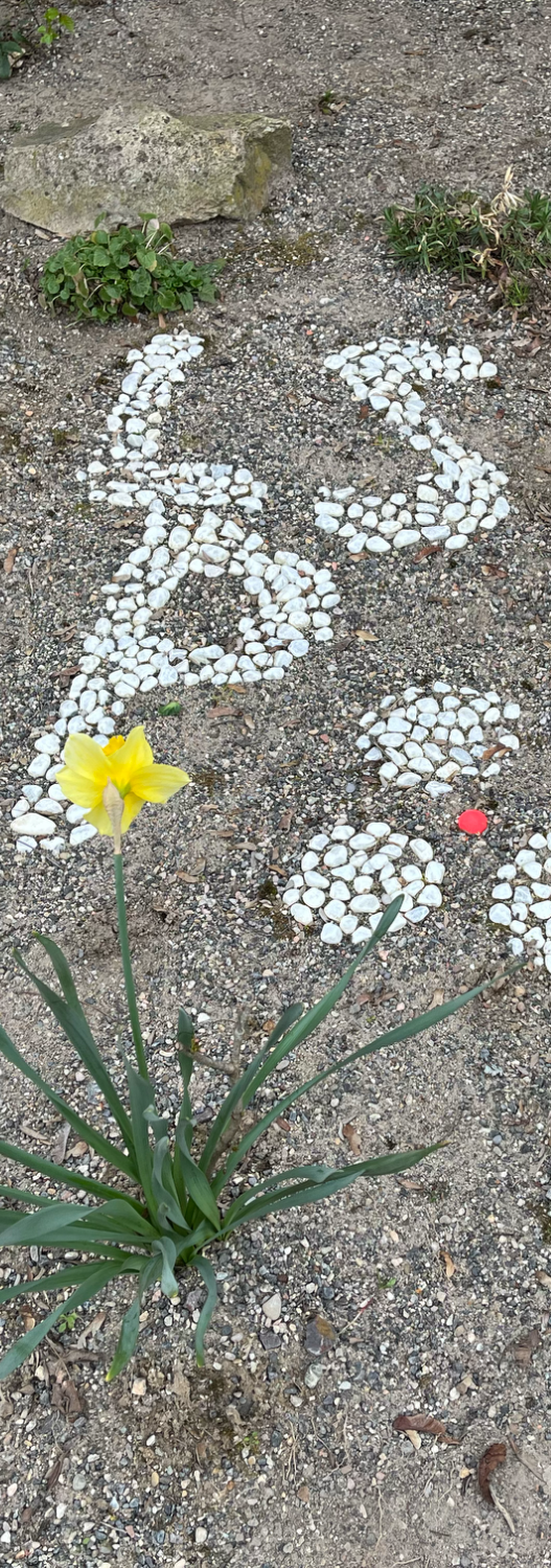 Eine gelbe Narzisse wächst neben weißem Kies, der die Buchstaben LSP bildet.